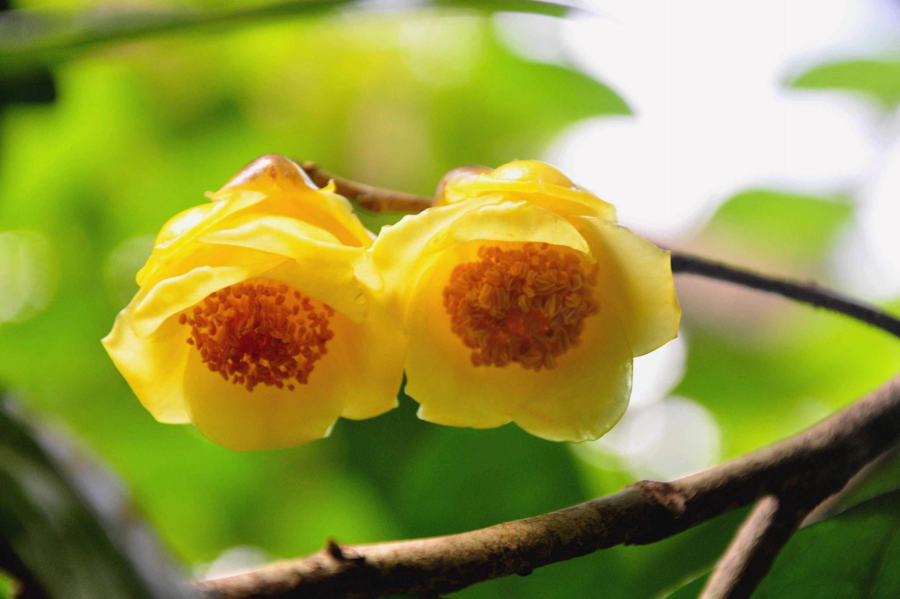 毛瓣金花茶无性系57号