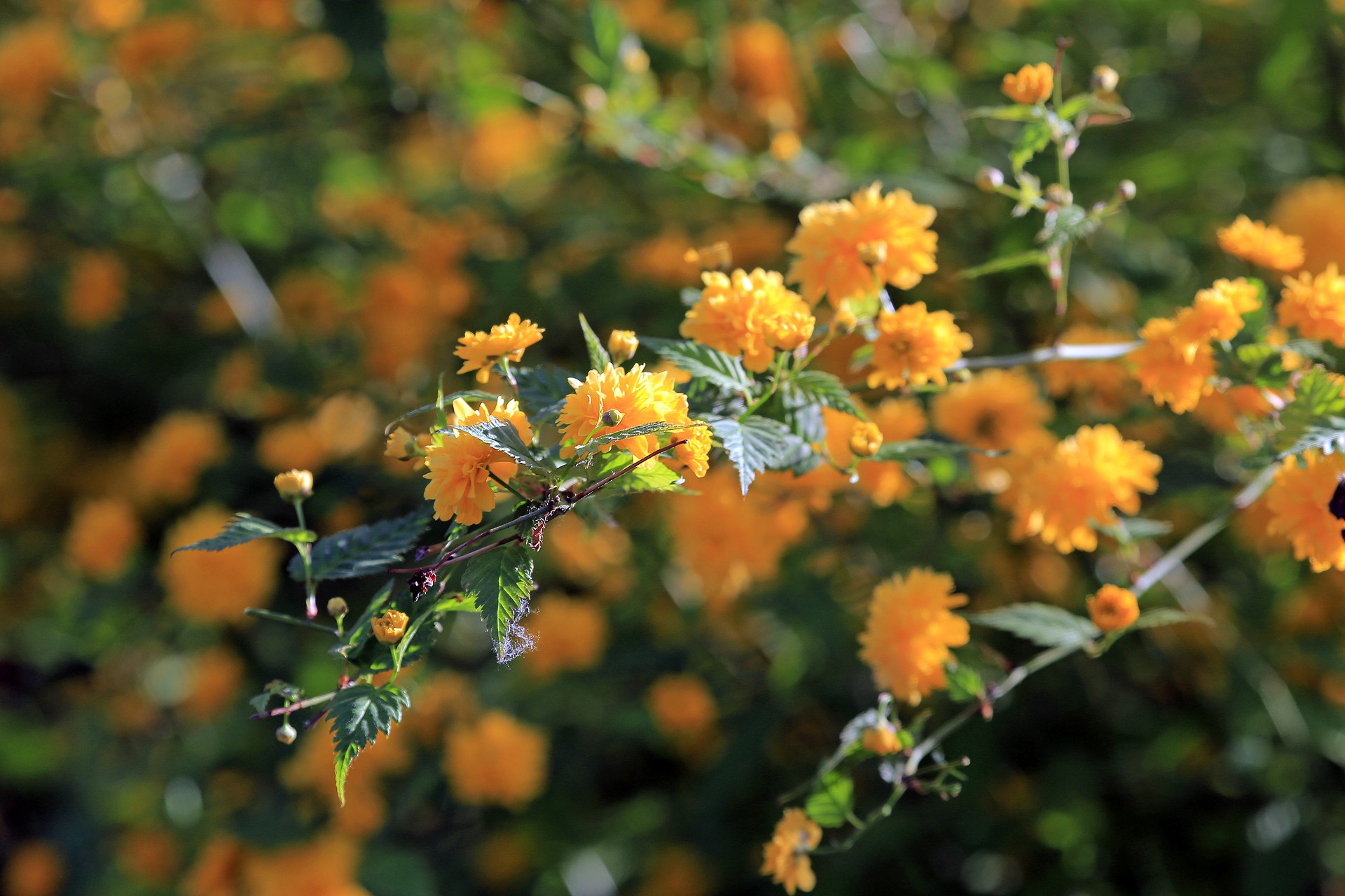 科/1121901" data-lemmaid="1121901">蔷薇科 /a>,棣棠花属落叶灌木