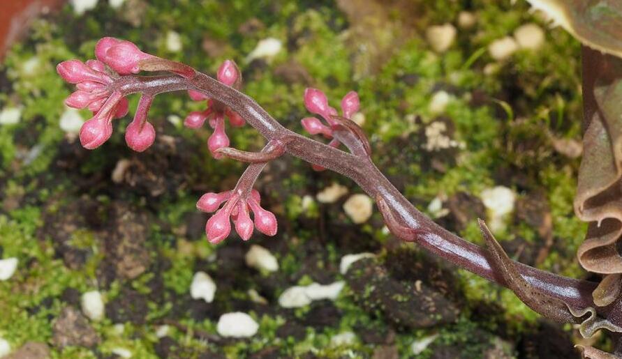  p data-id="gnfdeh3kqy">粗茎紫金牛( i>ardisia dasyrhizomatica /i