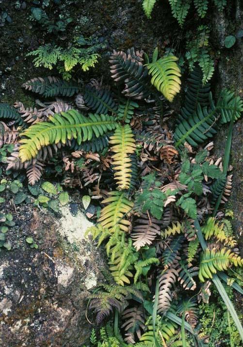  p>宽叶荚囊蕨(学名: i>struthiopteris hancockii /i> (hance)