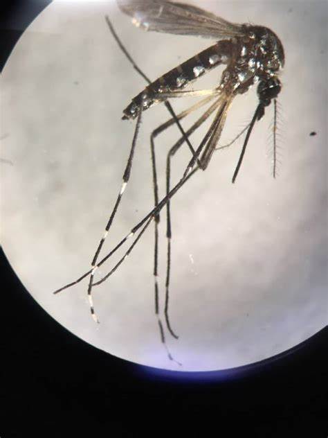 ok"><span class="ref" data