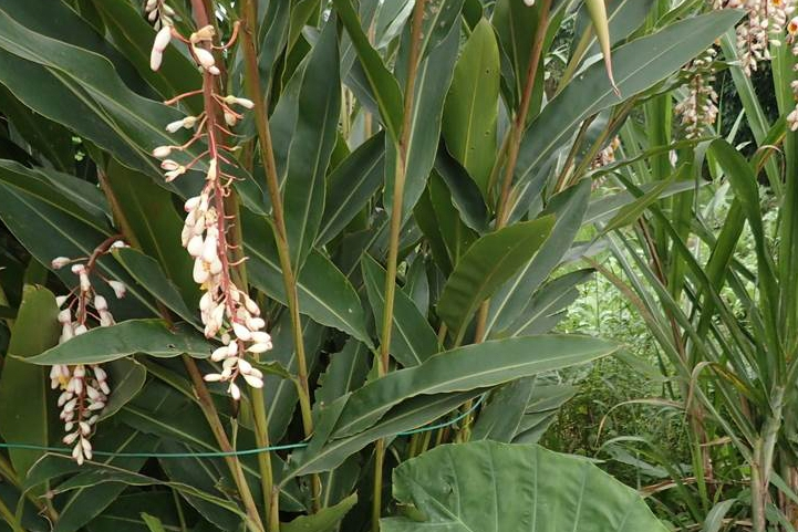  p>白豆蔻(学名: i>amomum kravanh /i> pierre ex gagnep.