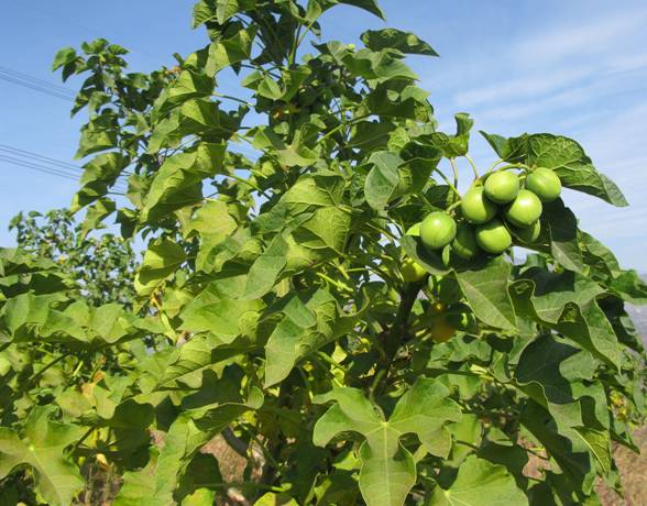  p data-id="azlrhg5">麻疯树印度家系13号是一种大戟科,麻风树属植物