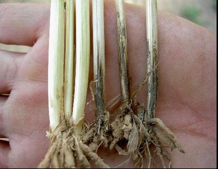  p>小麦全蚀病又称小麦立枯病,黑脚病,是由禾顶囊壳禾谷变种和禾顶囊