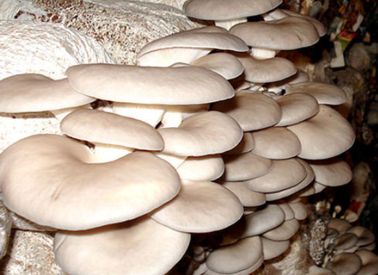 子实体丛生或叠生,菌盖呈覆瓦状丛生,扇状,贝壳状,不规则的漏斗状.