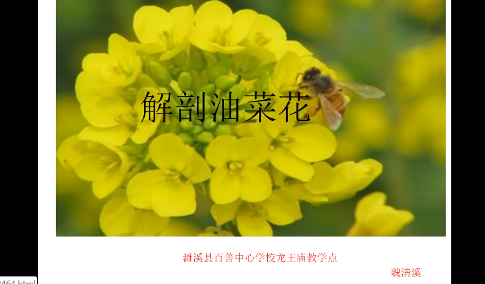 解剖油菜花