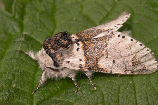  /i>(kennel,1901), a target="_blank" href="/item/卷蛾科/6243915"