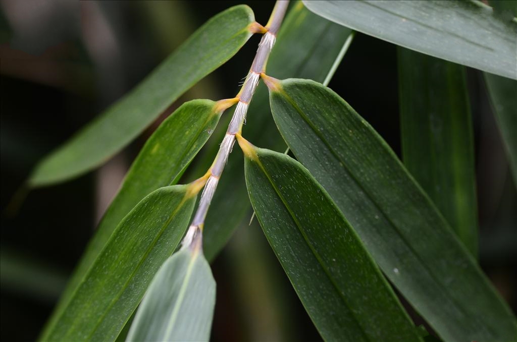  p>湖南箬竹(学名: i>indocalamus hunanensis /i> b. m.