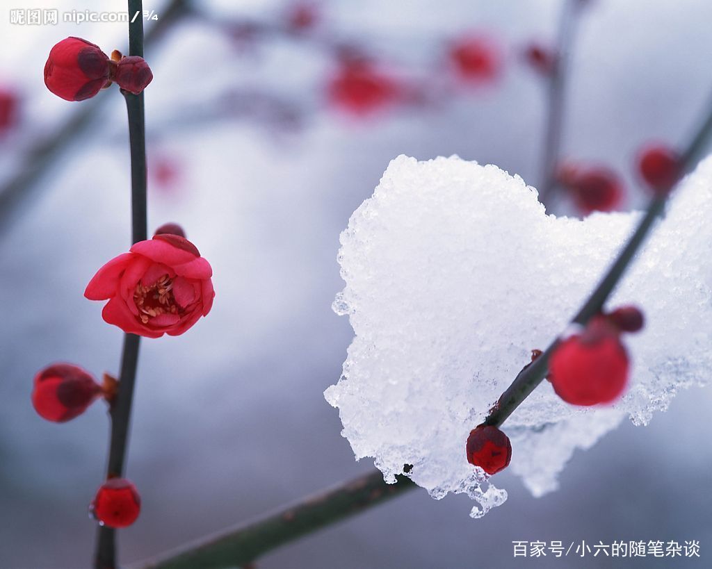 “东风第一枝，梅占百花首”，欣赏梅花文化与梅的气节_百科TA说