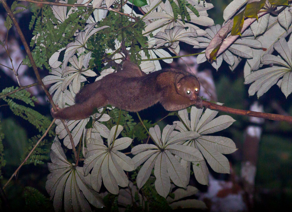  p>西非树熊猴(学名: i>perodicticus potto /i>):是灵长目,懒猴科
