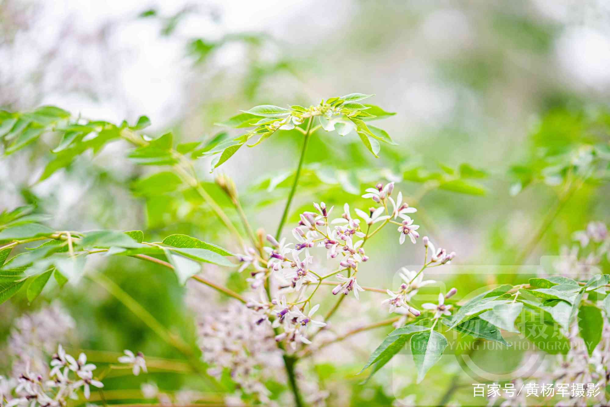 苦楝树花开的清新美，春日赣南乡村熟悉的景色_百科TA说