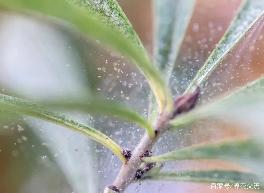 8种盆栽花卉容易感染的病虫害，用药的方法技巧指南，新手轻松学_百科TA说