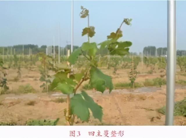 由葡萄枝条的“三度”谈葡萄的冬季修剪_百科TA说