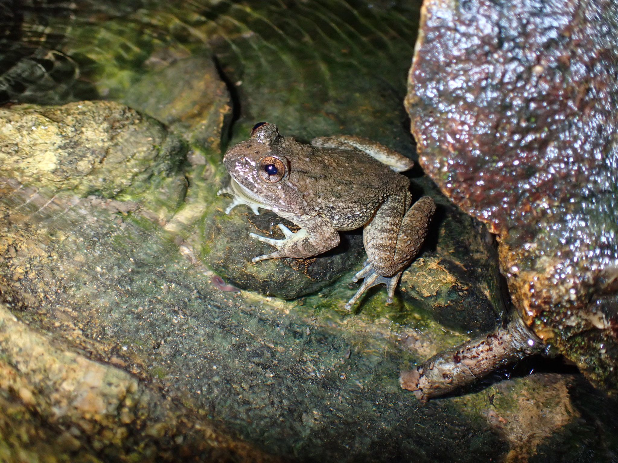  p>小棘蛙(学名: i>quasipaa exilispinosa /i>)是叉舌蛙科,棘胸蛙属