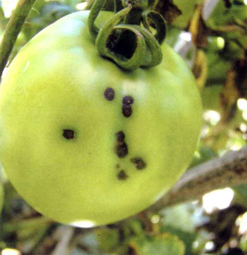  p>番茄炭疽病是由果腐刺盘孢引起的,发生在 a target="_blank" href=