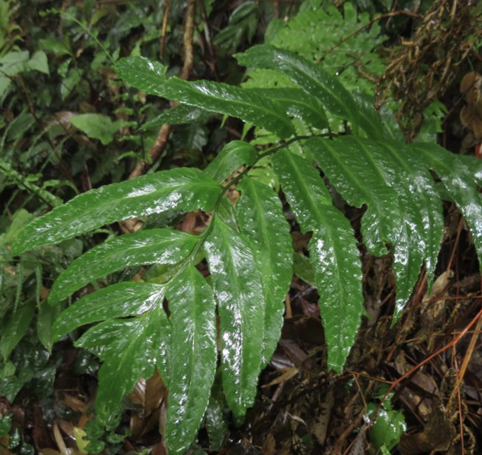  p>粗齿黔蕨(学名: i>phanerophlebiopsis /i>  i>blinii /i> (h.