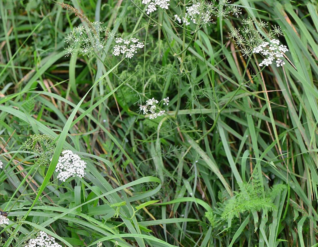  p>田葛缕子(学名: i>carum buriaticum  /i>turcz.