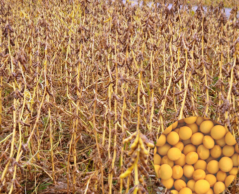 市农业科学研究所以蒙豆28为母本,引北安为父本选育的大豆品种