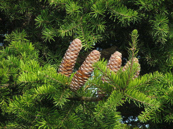 江南油杉家系20