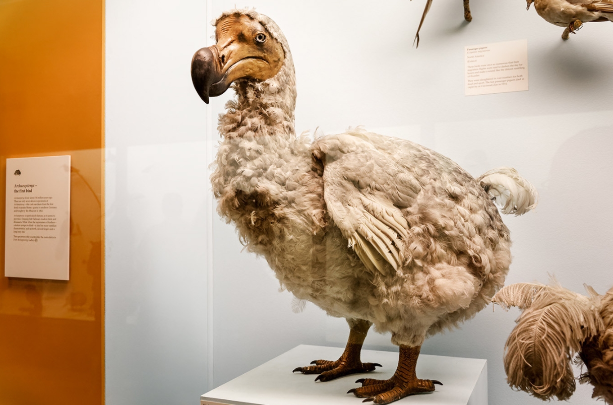  p>渡渡鸟( i>raphus cucullatus /i>):是鸽形目,鸠鸽科的一种已灭绝