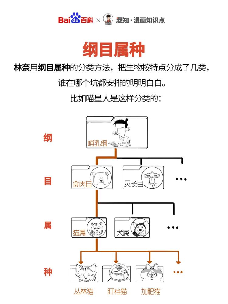 界门纲目科属种（生物分类学名词）_百度百科