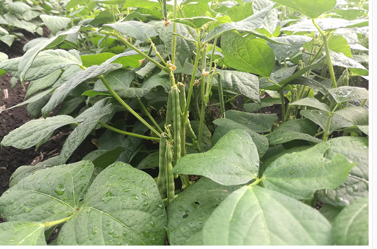 赤小豆拼音名:chixiaodou