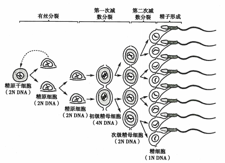 受精（全面性教育相关名词）_百度百科