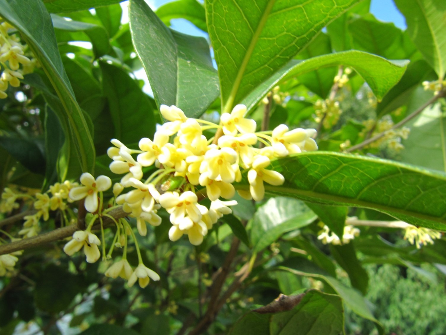  p data-id="tzcujxkj8hlk">四季桂(osmanthus fragrans semper