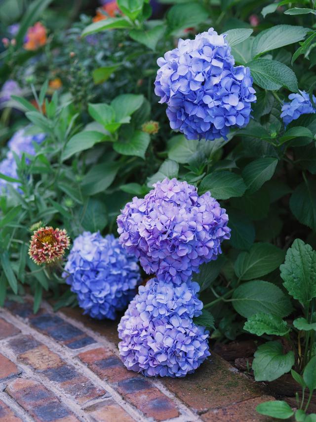 是花荵科,天蓝绣球属多年生草本植物,茎直立,高可达100厘米,粗壮, a