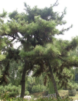 黑松（松科松属植物）_百度百科