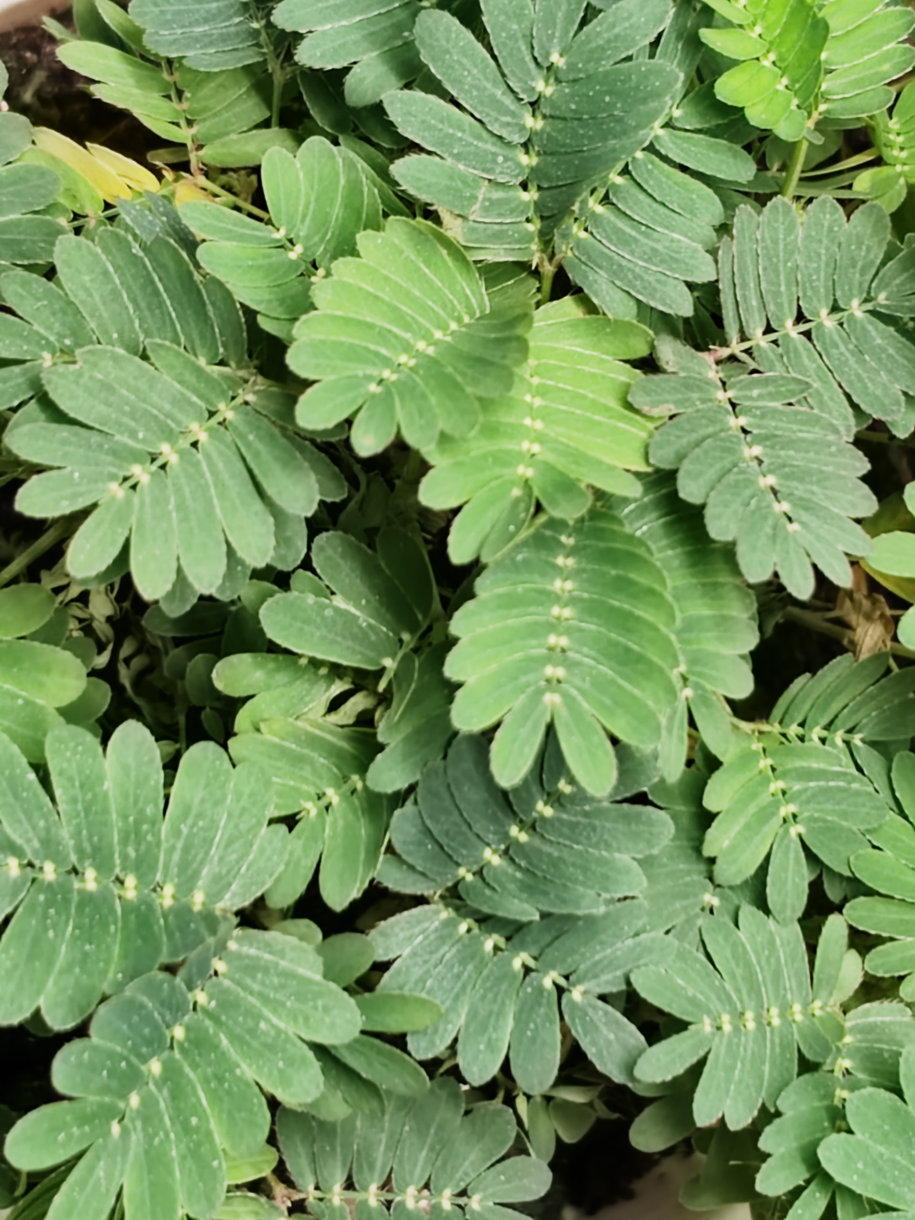  p data-id="tvtgtidjd7uq">含羞草( i>mimosa pudica  /i>l.