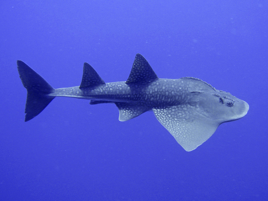  p>圆犁头鳐(学名: i>rhina ancylostoma) /i>是圆犁头鳐科,圆犁头鳐