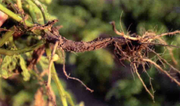 马铃薯茎基病