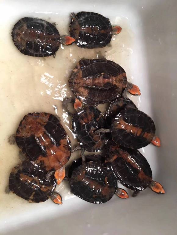  p>红头扁龟是一种有一个相当扁平的头和背甲;其自然栖息地是南美热带