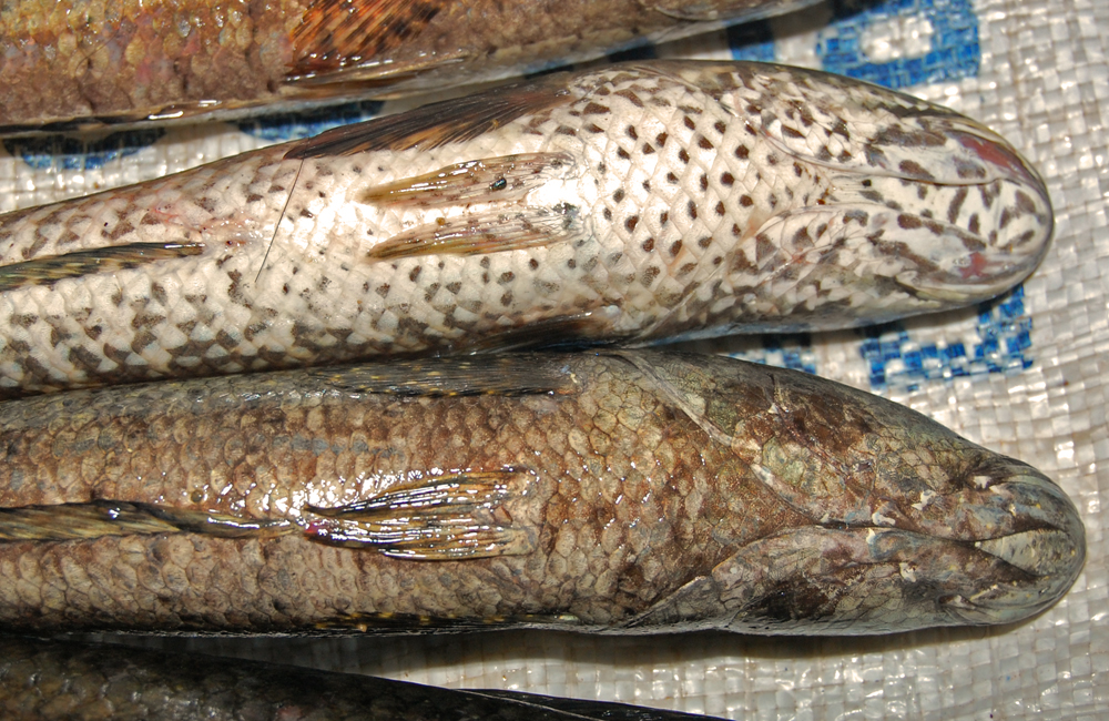  p>线鳢(学名: i>channa striata /i>)是鳢科,鳢属的一种鱼类.