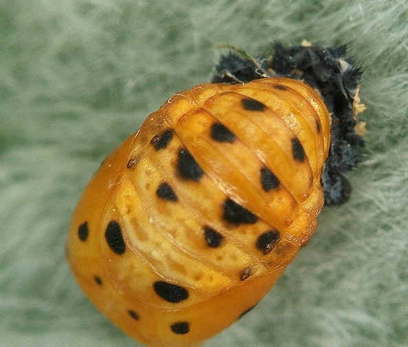  p>七星瓢虫(学名: i>coccinella septempunctata /i>)是瓢虫科,瓢虫