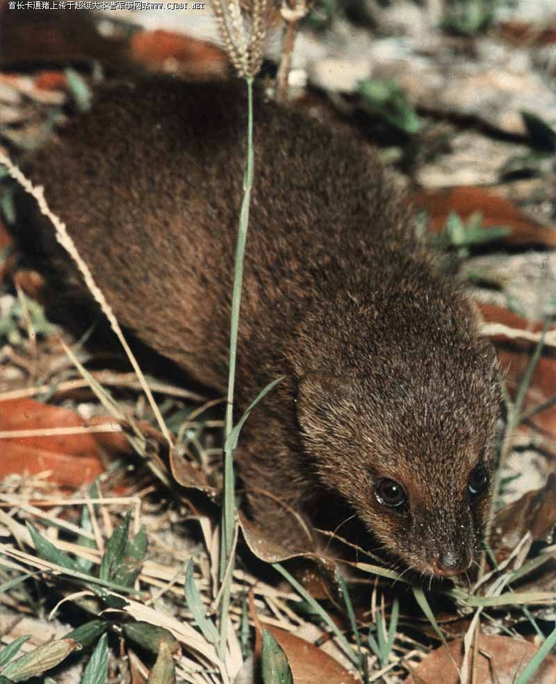 herpestidae