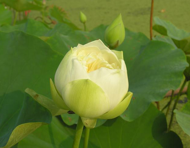 gs"> b>绿牡丹: /b>是 a target="_blank" href="/item/荷花/158674"