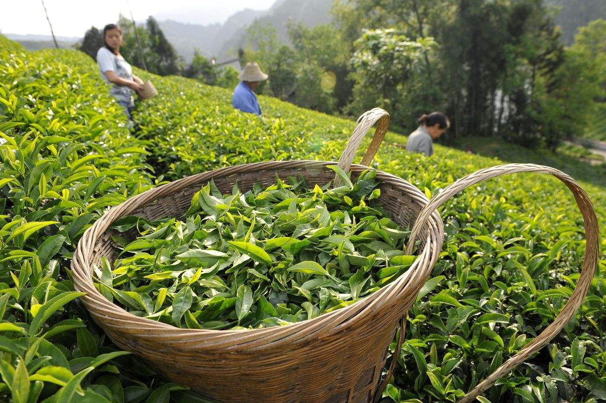  p>孔坑茶,福建省三明市 a target="_blank" href="/item/宁化县