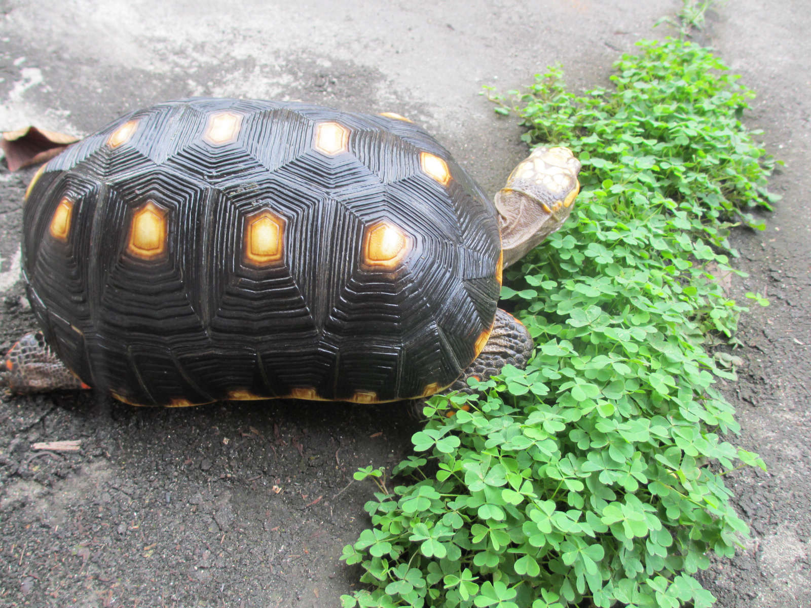  p>哥伦比亚红腿陆龟是生活在南美的一种中型到中大型的 a target="