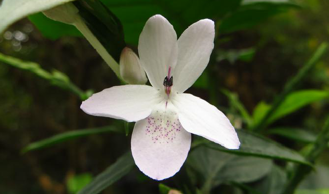  p data-id="gnyujnzkbn">山壳骨属(学名:pseu