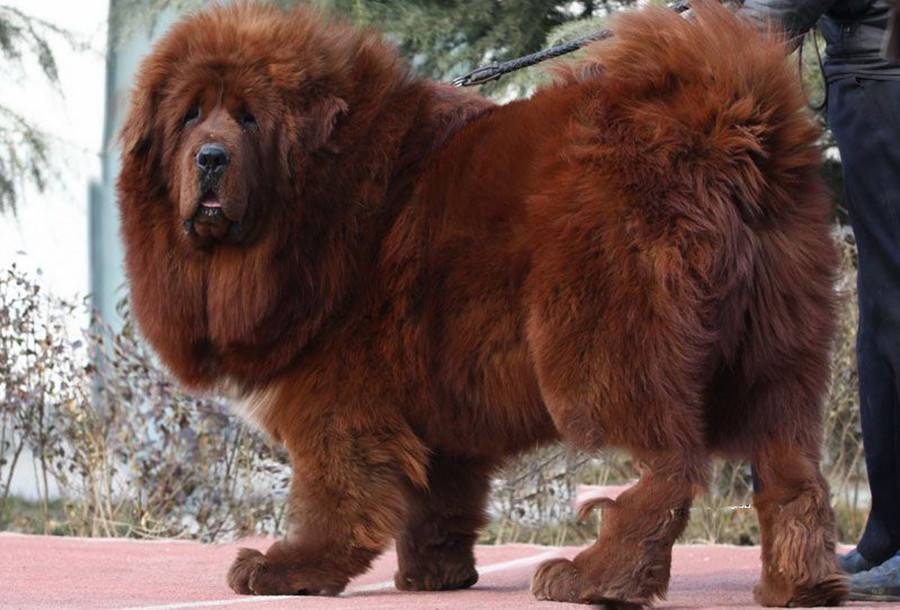 tibetan mastiff