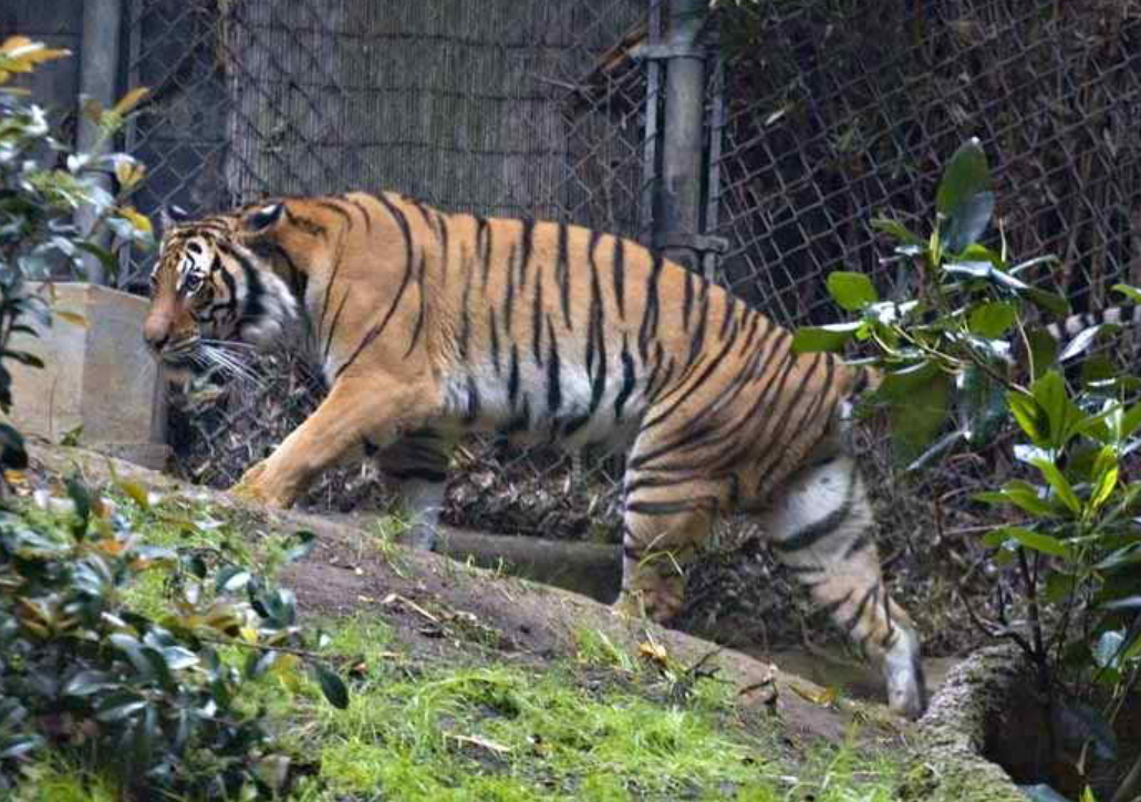 panthera tigris ssp. jacksoni