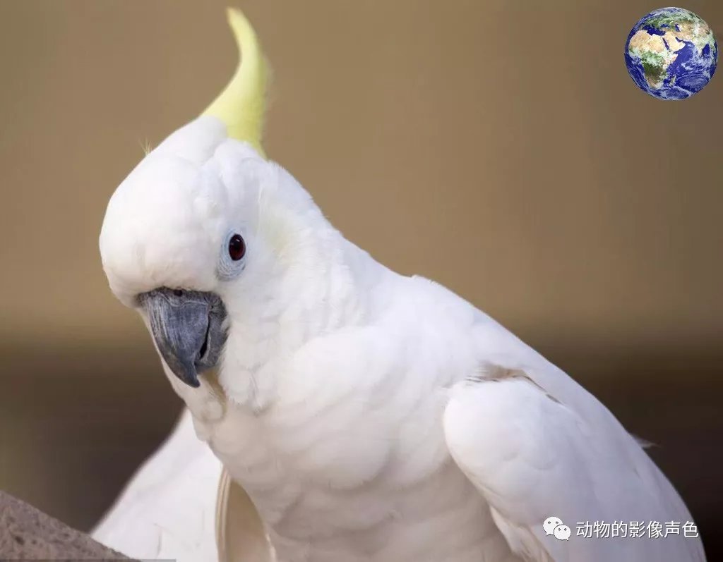 小葵花凤头鹦鹉 你这这名字起得很欠打啊 百科ta说