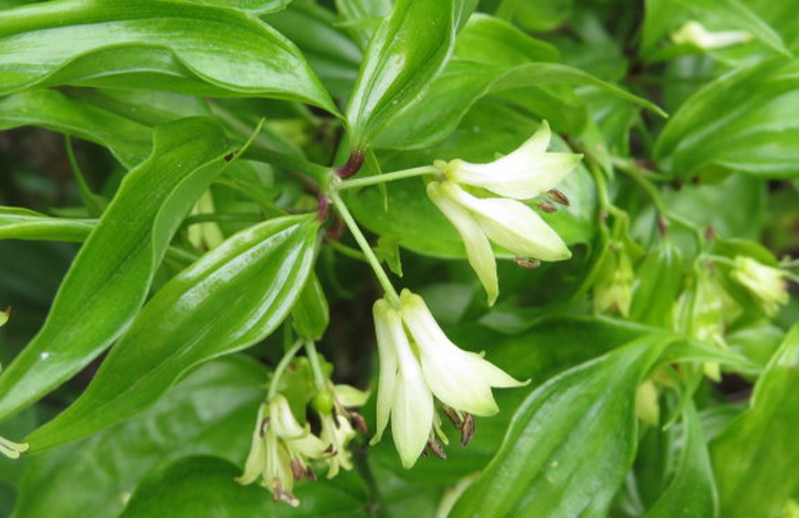  p>贵州民间方药.多年生草本植物万寿竹的根及根茎.