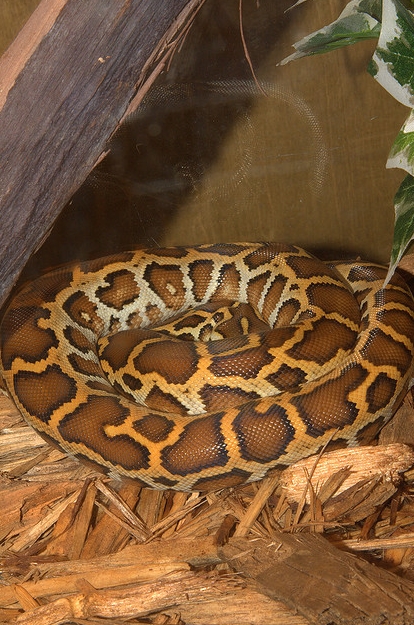  p>缅甸蟒(学名: i>python  bivittatus /i>)也有人称为缅甸岩蟒,又叫