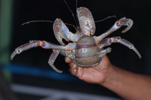 coconut crab