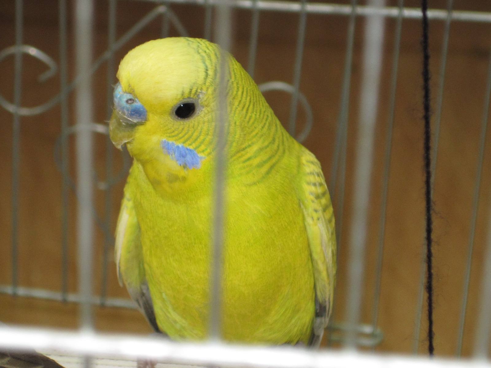  p>黄绿吸蜜鹦鹉(学名:trichoglossus flavoviridis)羽色鲜艳,主要以