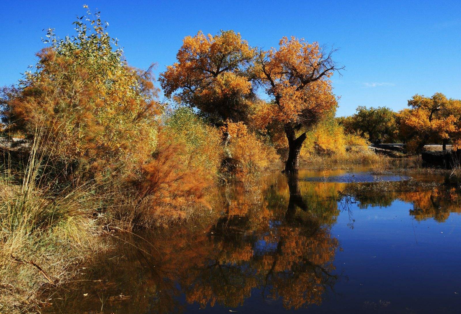 胡杨林自然保护区