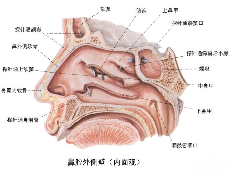 指鼻子的外开口;泛指带有鼻子外开口的鼻窝的前部